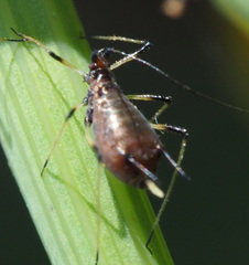 Macrosiphum