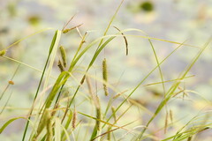 Carex fascicularis