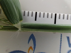 Eragrostis barrelieri