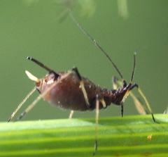 Macrosiphum