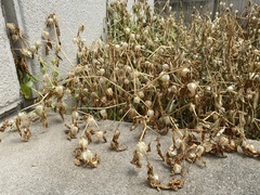 Physalis