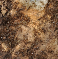 Bothriomyrmex