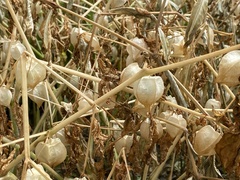 Physalis