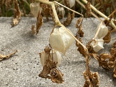 Physalis