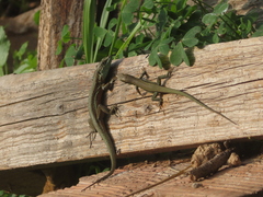 Phoenicolacerta troodica