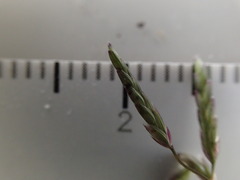 Eragrostis barrelieri
