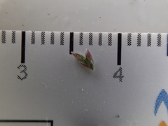 Eragrostis barrelieri