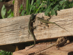 Phoenicolacerta troodica