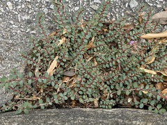 Euphorbia prostrata