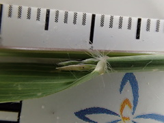 Eragrostis barrelieri