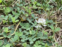 Trifolium repens