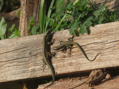Phoenicolacerta troodica