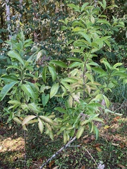 Ardisia opegrapha