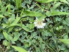 Trifolium repens