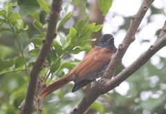 Terpsiphone viridis granti