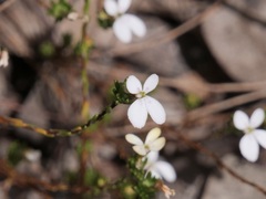Stylidium repens