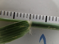 Eragrostis barrelieri