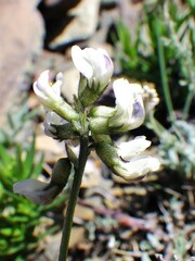 Astragalus australis