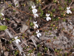 Stylidium repens