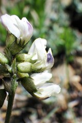 Astragalus australis