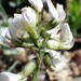 Indian Milkvetch - Photo (c) Matthias Buck, some rights reserved (CC BY-NC), uploaded by Matthias Buck