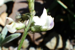 Astragalus australis