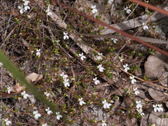 Stylidium repens