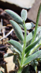Astragalus australis
