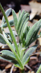 Astragalus australis