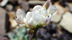 Astragalus australis