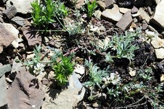 Astragalus australis