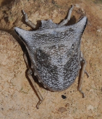 Ventocoris falcatus