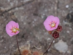 Drosera pulchella