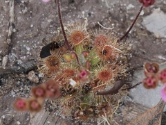 Drosera pulchella
