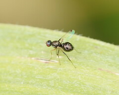 Parapalaeosepsis plebeia