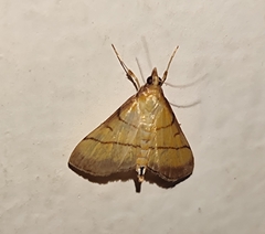 Cnaphalocrocis medinalis