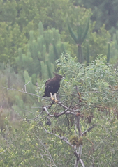 Lophaetus occipitalis