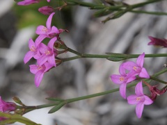 Boronia spathulata