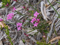 Boronia spathulata