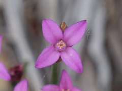 Boronia spathulata