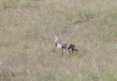 Vanellus melanopterus