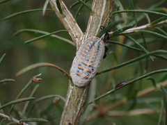 Monophlebidae