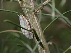 Monophlebidae
