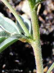 Astragalus australis