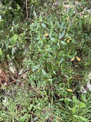 Coprosma ×cunninghamii