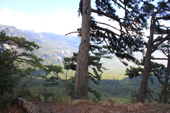 Pinus nigra pallasiana