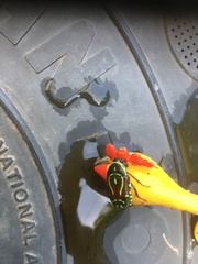 Eupoecila australasiae