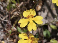 Goodenia trinervis