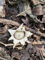 Geastrum