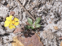 Goodenia trinervis